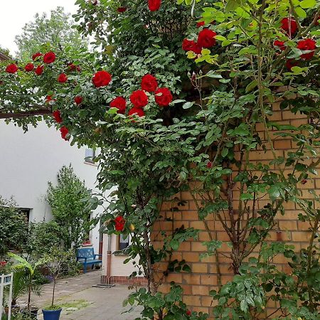 Fewo Rosenbluete Am Stadtpark Wittenberg Zewnętrze zdjęcie