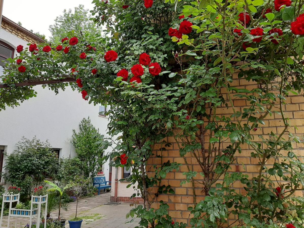 Fewo Rosenbluete Am Stadtpark Wittenberg Zewnętrze zdjęcie